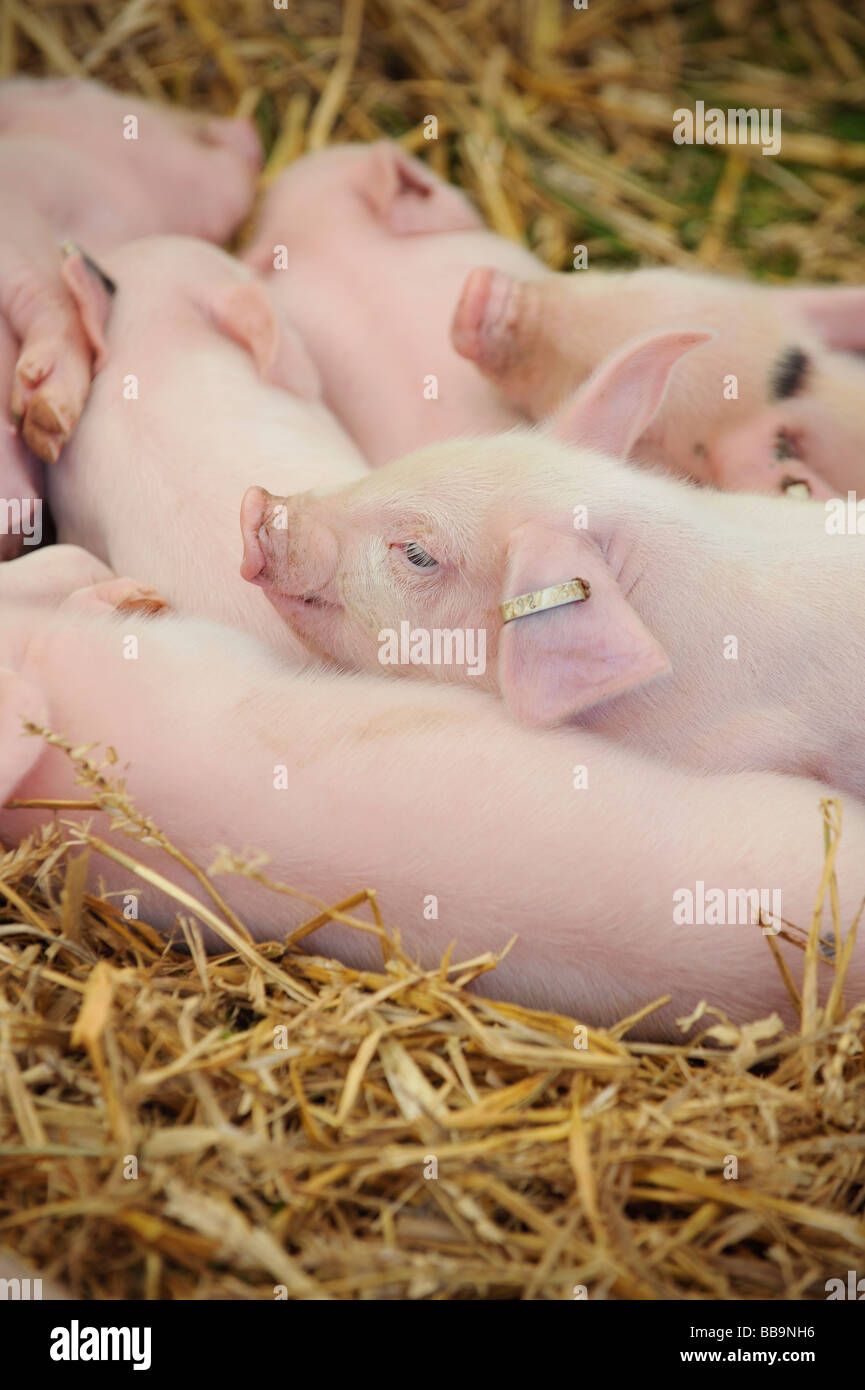 Duroc giovani suinetti su Sussex farm NEL REGNO UNITO. Foto da Jim Holden Foto Stock