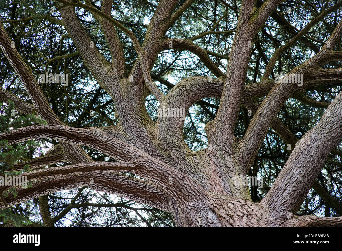 Picea materiale birrario. Cercando nella calotta di un birraio albero di abete rosso Foto Stock