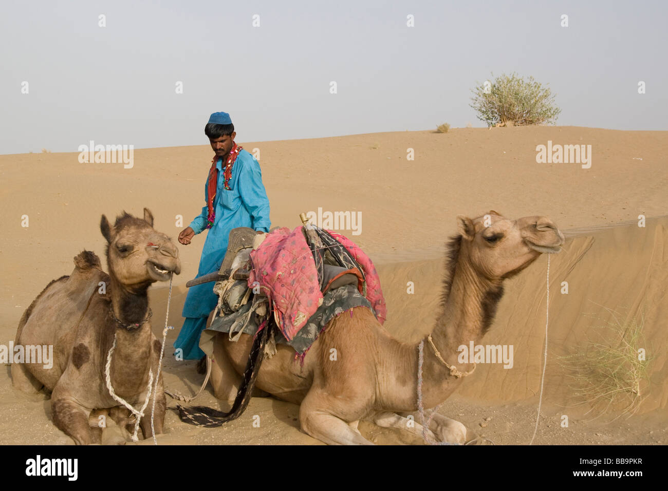 India Rajasthan Jaisalmer camel trek nelle dune di sabbia del Kanoi regione vicino al confine con il Pakistan Foto Stock