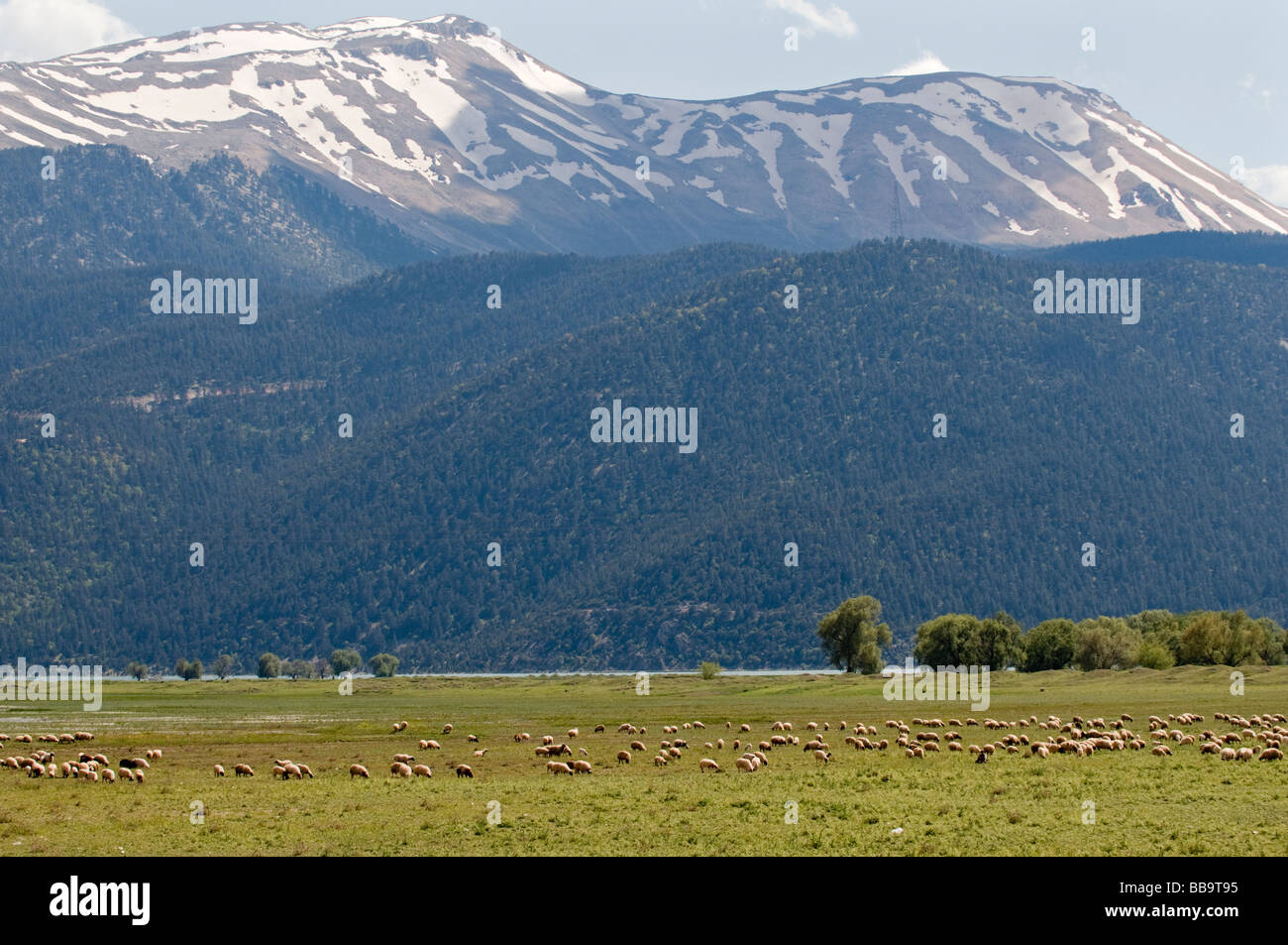 Bestiame in Elmali plateau e foresta di cedro dietro, Antalya, Turchia Foto Stock