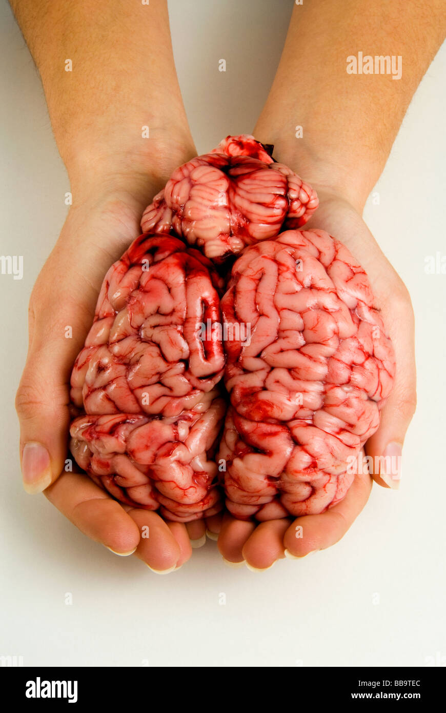 Le mani della donna in possesso di un cervello di mucca Foto Stock