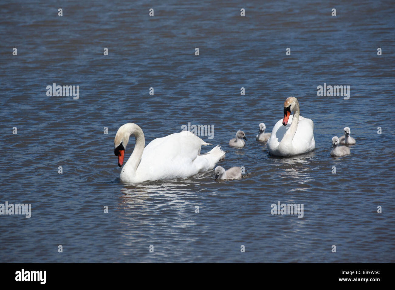 Famiglia di cigni sul lago di Abbotsbury Swannery, Dorset, Inghilterra, Regno Unito Foto Stock