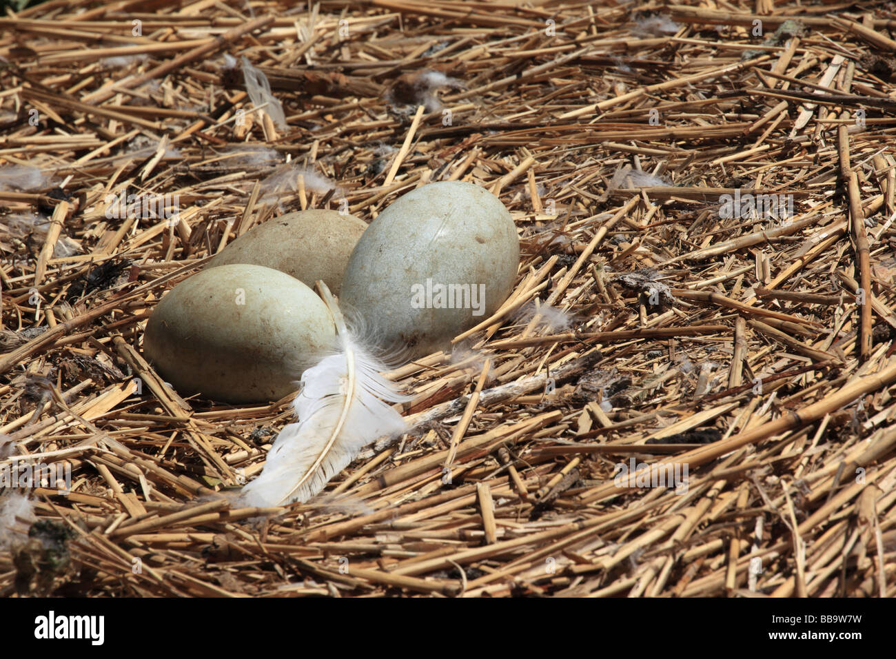 Uova di cigni nell'uovo insieme con una piuma bianca a Abbotsbury Swannery, Dorset, Inghilterra, Regno Unito Foto Stock