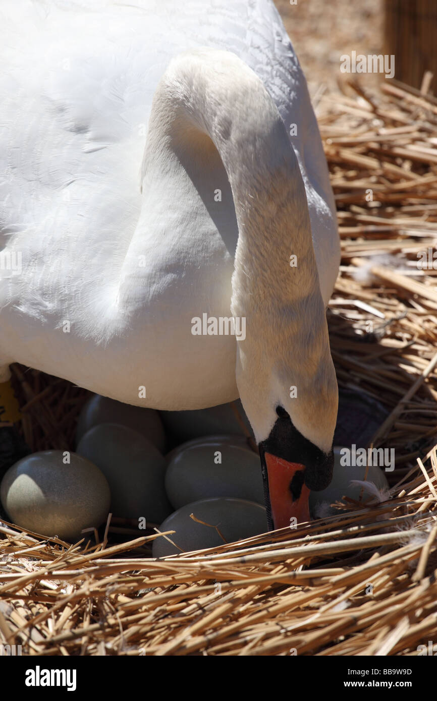 Primo piano di un muta nesting swan rotazione uova a Abbotsbury Swannery, Dorset, Inghilterra, Regno Unito Foto Stock