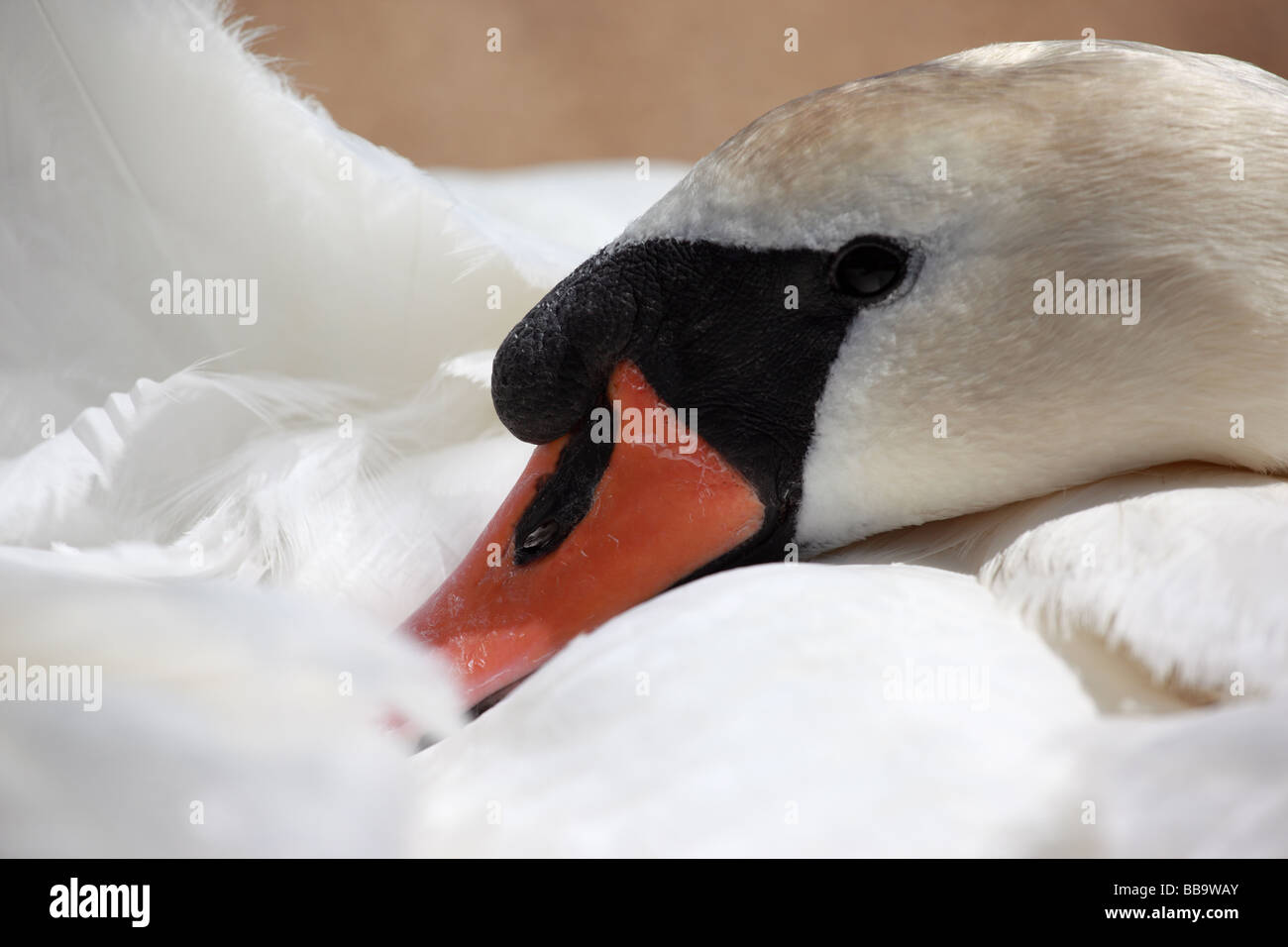 Mute Swan Head e il becco riposante a Abbotsbury Swannery Dorset England, UK Foto Stock