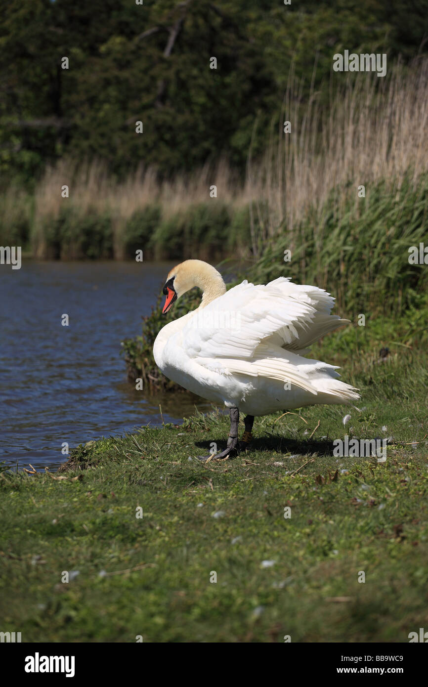 Un cigno sul bordo delle acque Abbotsbury Swannery, Dorset, Inghilterra Foto Stock