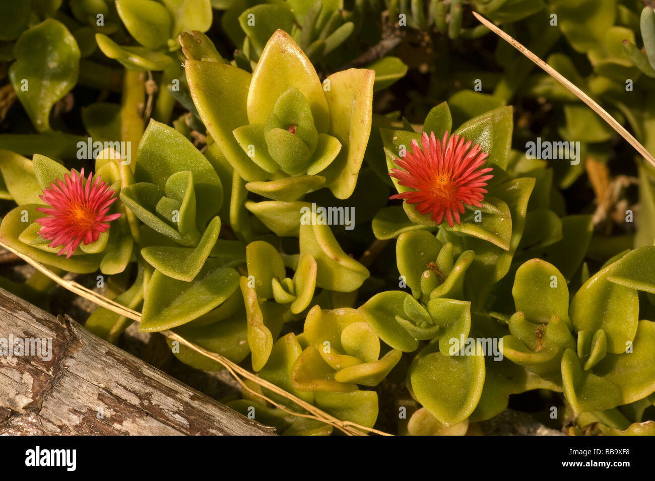 Aptenia cordifolia immagini e fotografie stock ad alta risoluzione - Alamy