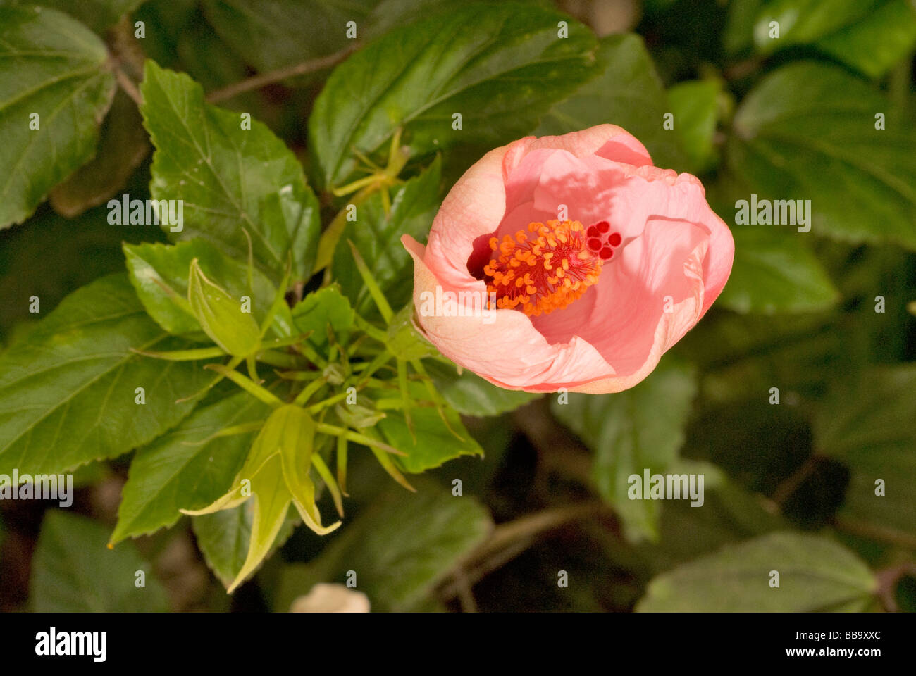 Hibiscus rosa sinensis, Malvaceae Foto Stock