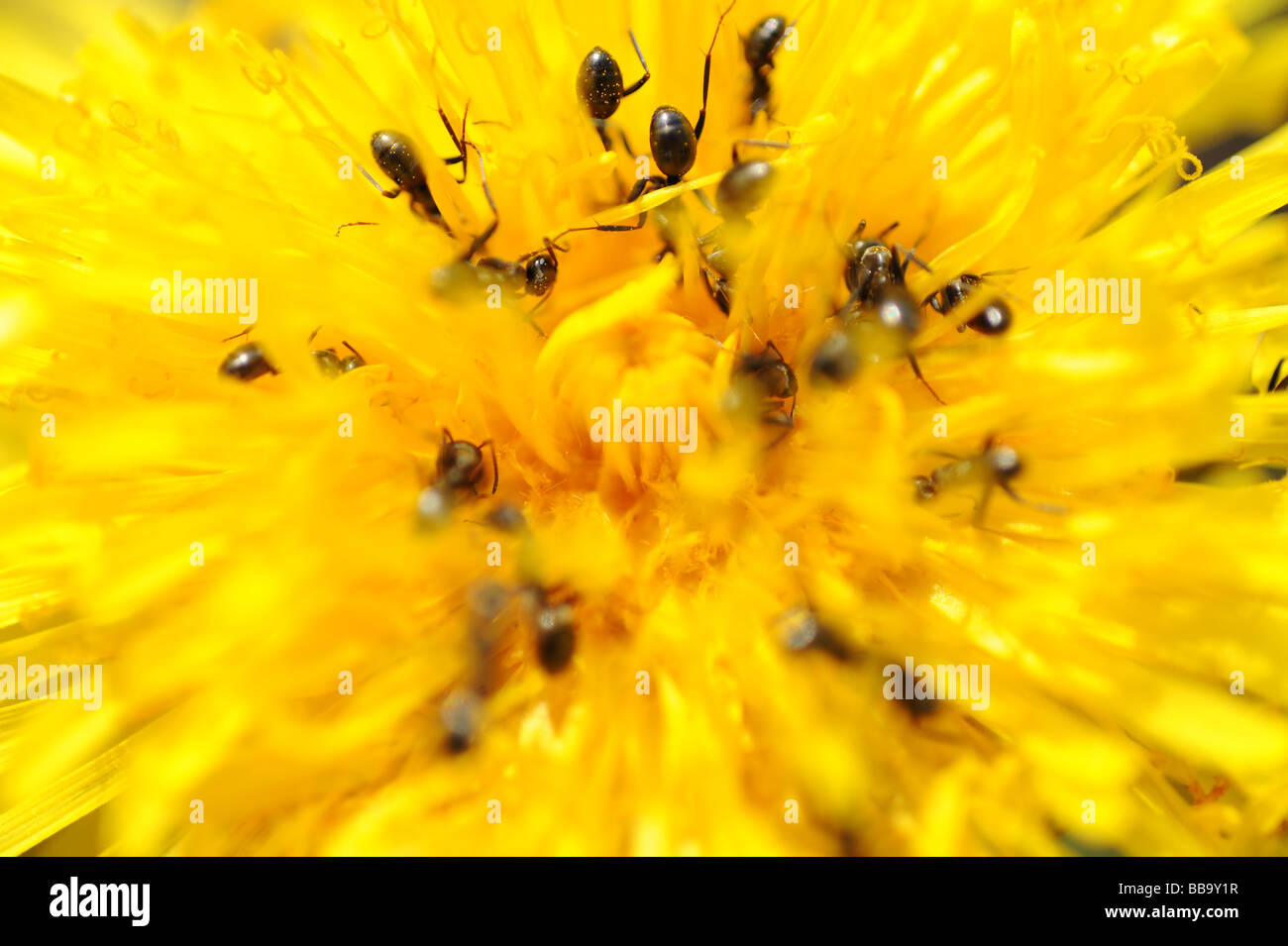 Foto macro di formiche mangiare avanzamento sul polline di un dente di leone. Estate impollinazione in un giardino fiorito giardino con insetti infestanti Foto Stock