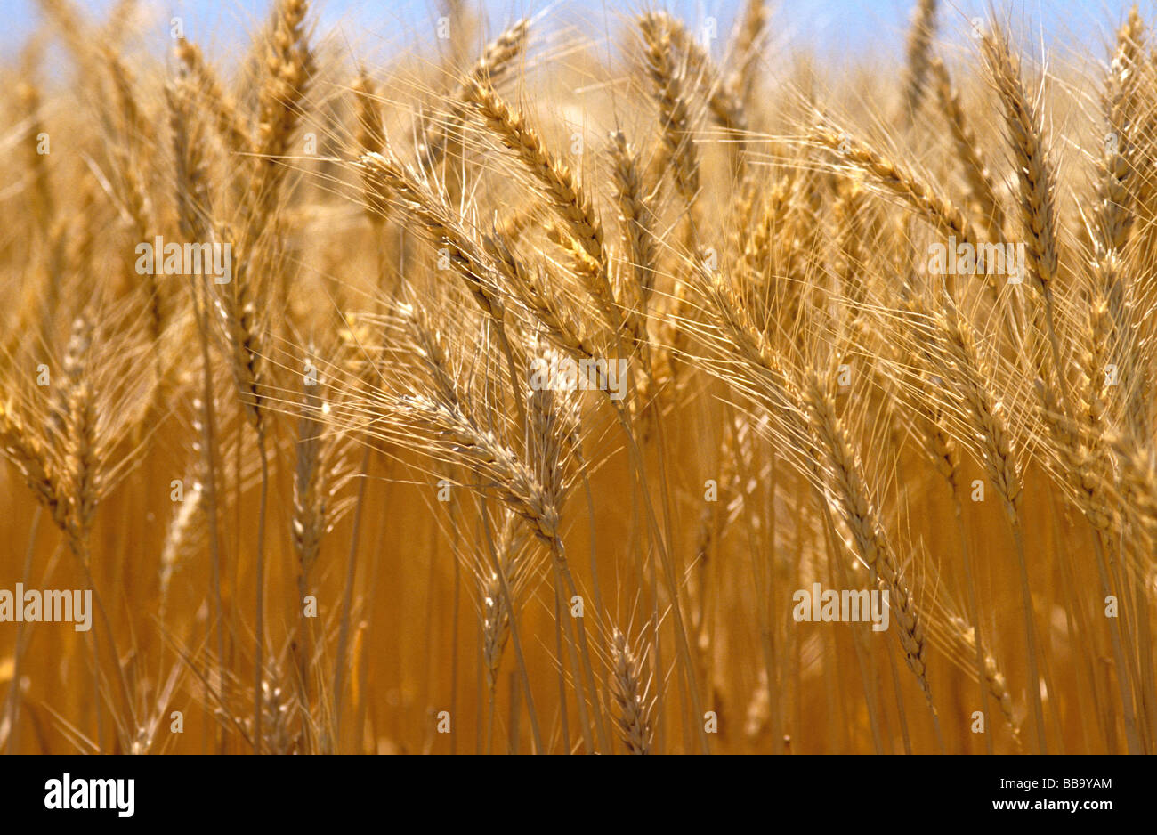 Dettaglio del raccolto di grano Coleambally Nuovo Galles del Sud Australia Foto Stock