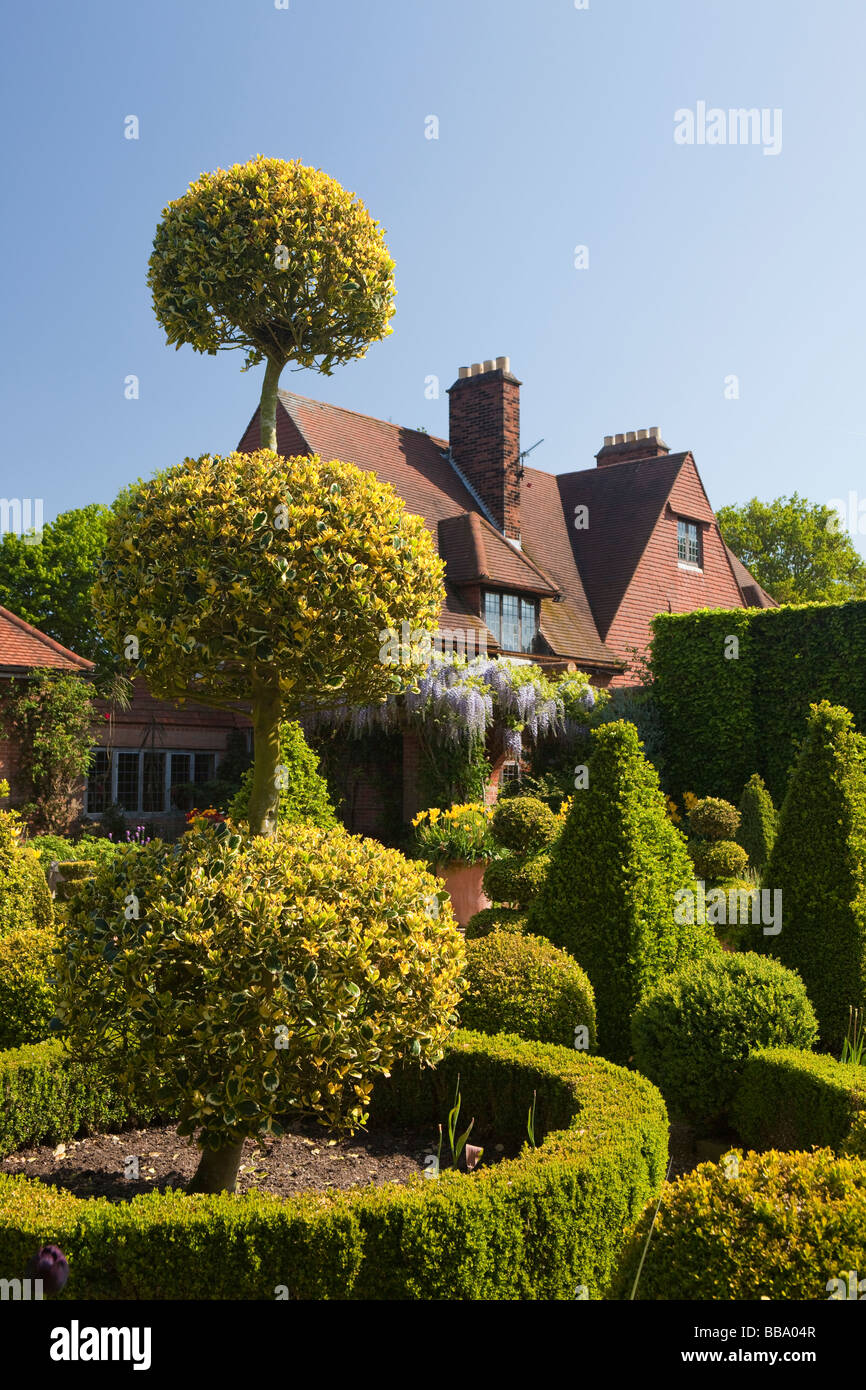 Norfolk East Ruston Old Vicarage Giardino Giardino olandese Ilex aquifolioum tagliata in tre forma a sfera Foto Stock