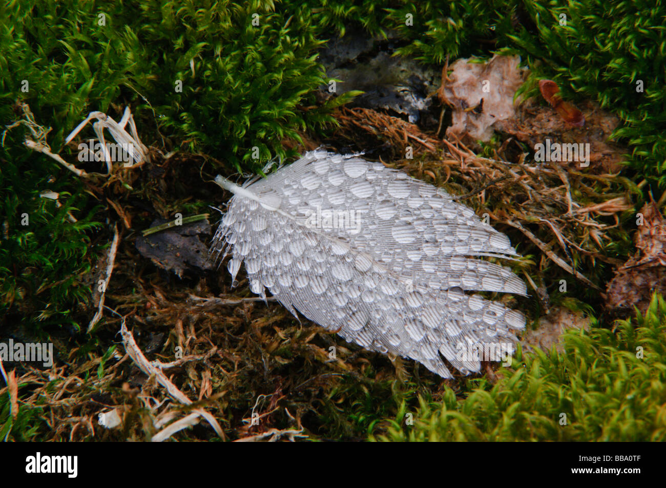 Nebbia di rugiada scende su un caduto giù da Arctic Goose Spitsbergen Foto Stock