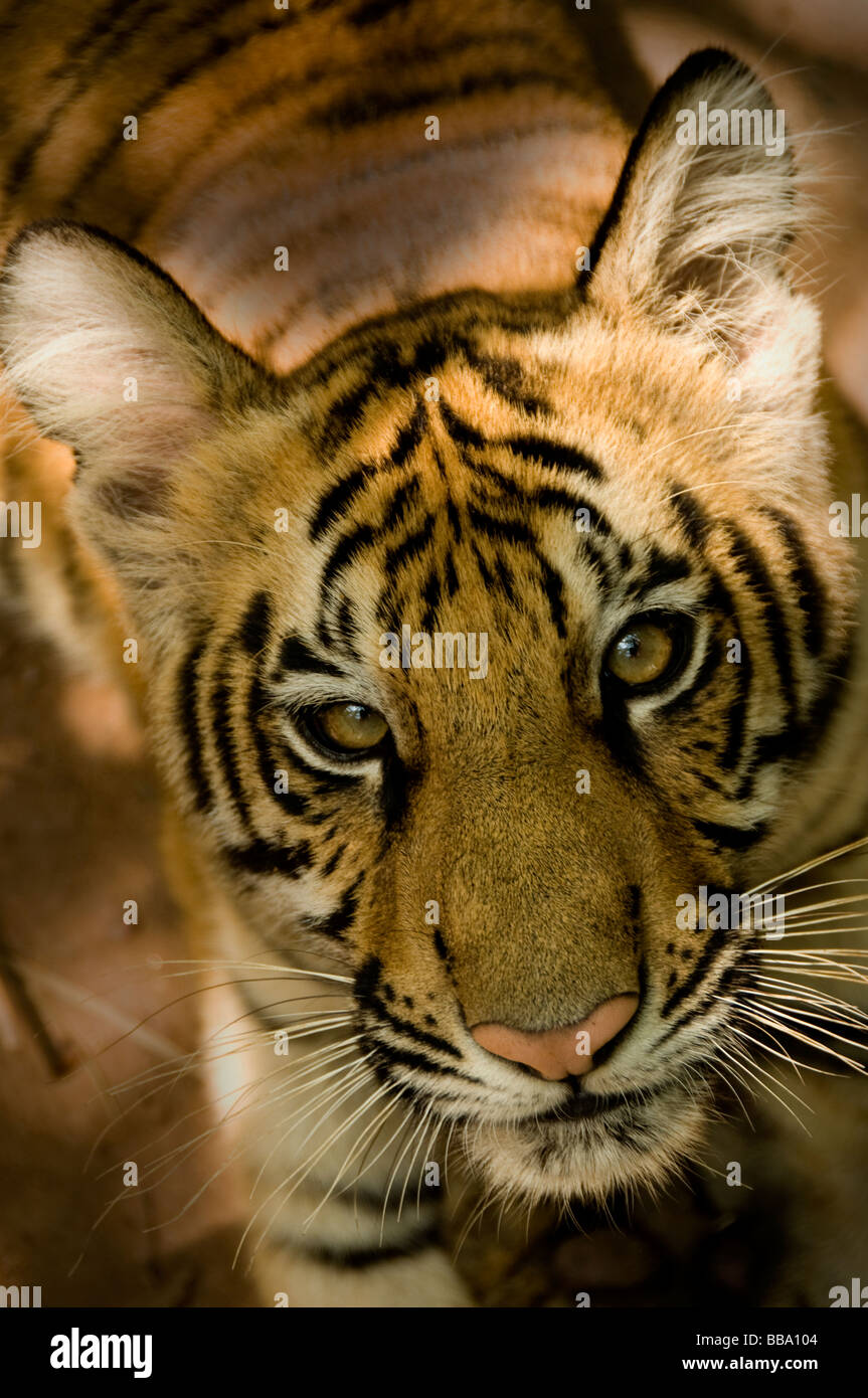 Tigre del Bengala Cub close up Foto Stock