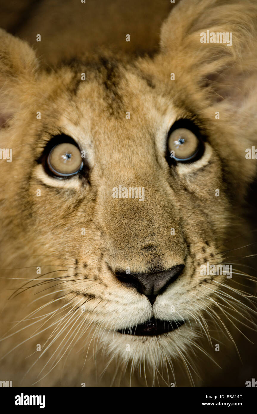 Close-up di giovani LION CUB Foto Stock