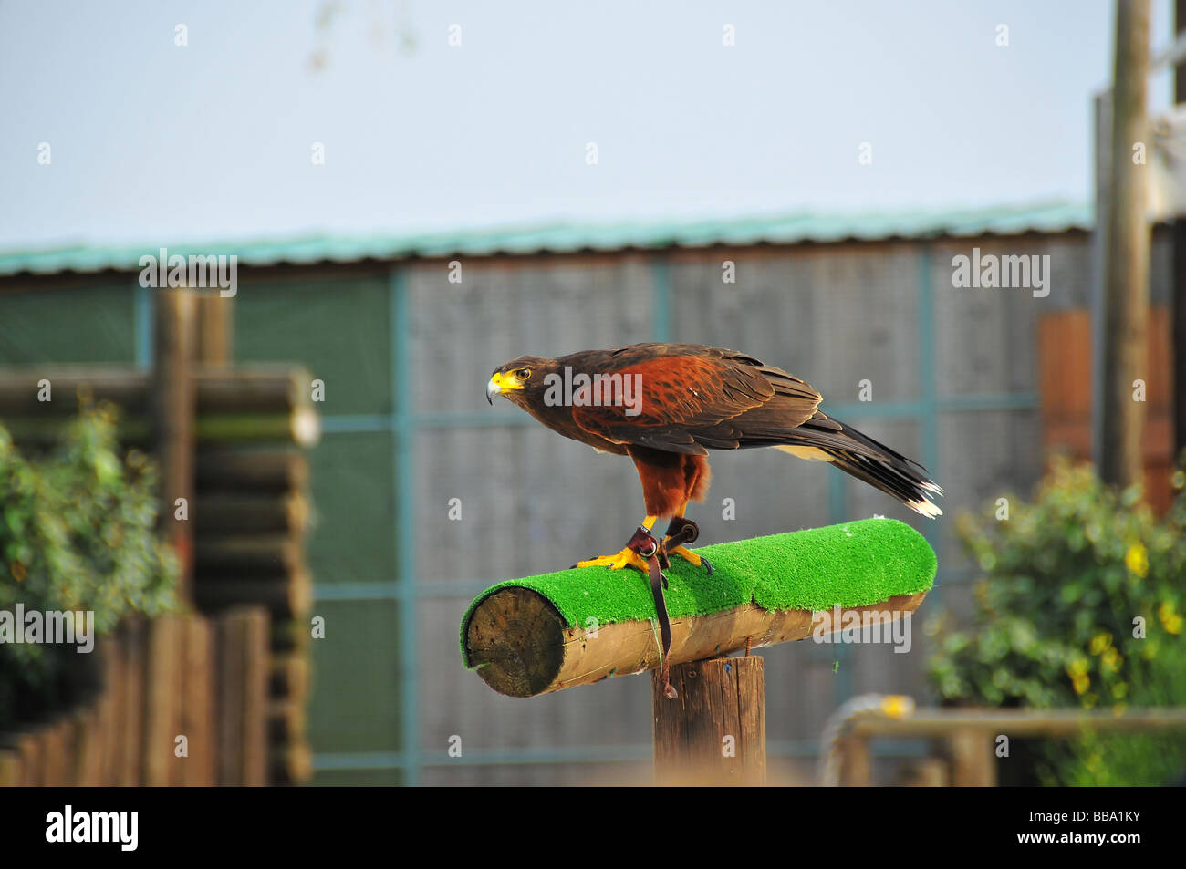 Un harris o dusky hawk da un centro di falconeria pronto al decollo Foto Stock
