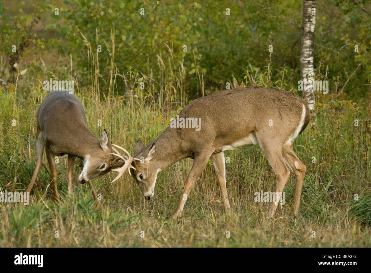 White-tailed bucks sparring Foto Stock