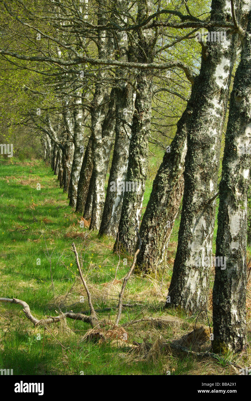 Birke Reihe birch riga 02 Foto Stock