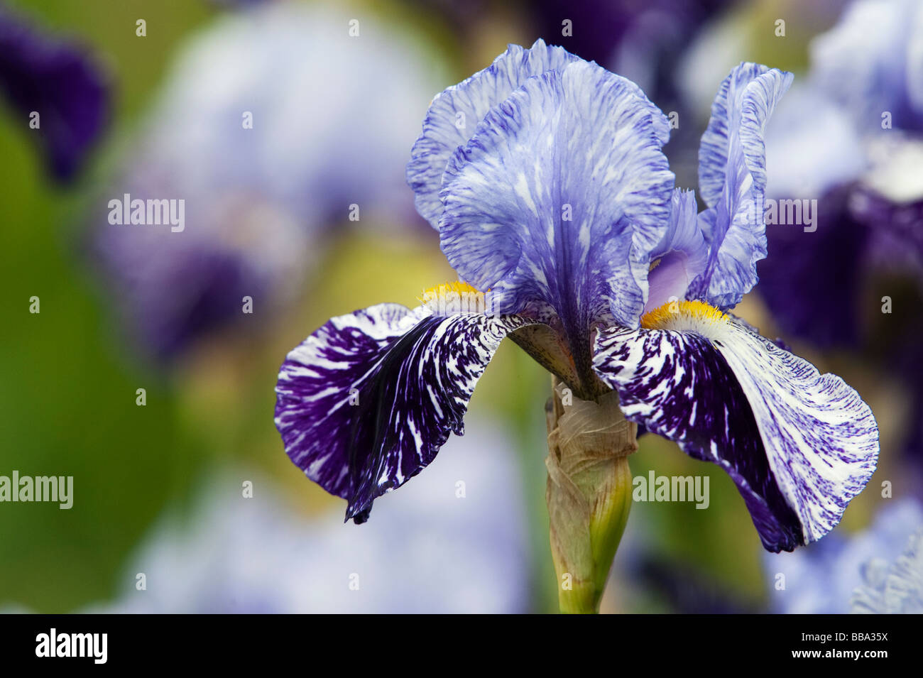 Iris barbuto 'millenium falcon' Fiore Foto Stock