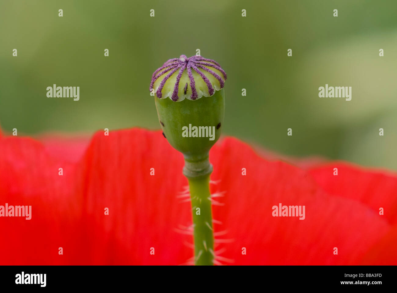 Recipiente di semi di un Rosso papavero (Papaver rhoeas) nella parte anteriore del fiore, macro Foto Stock