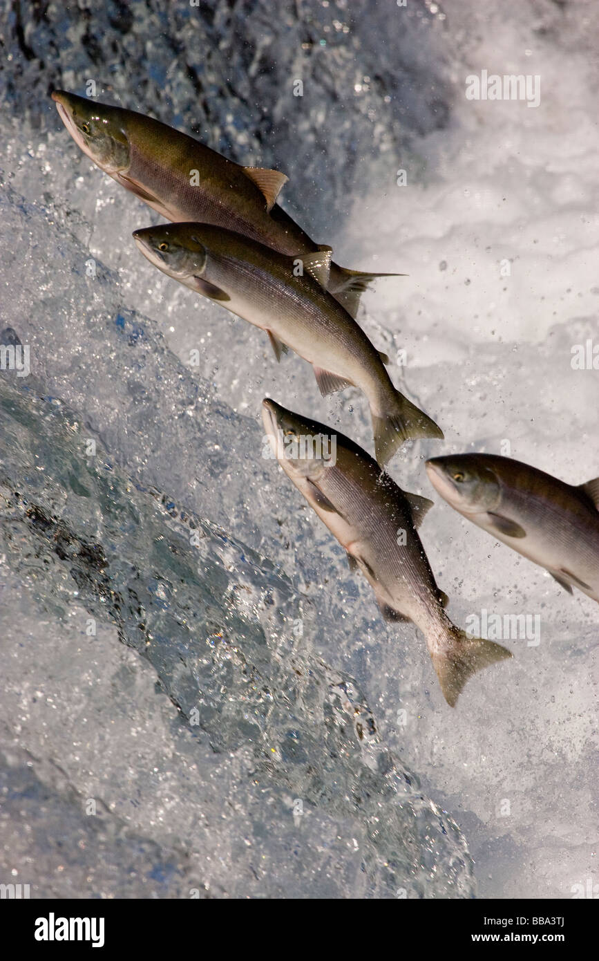 Il Salmone Sockeye saltare da una cascata di spawn Oncorhynchus nerka Katmai National Park in Alaska Foto Stock