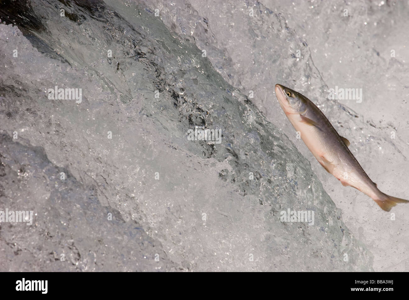 Il Salmone Sockeye saltare da una cascata di spawn Oncorhynchus nerka Katmai National Park in Alaska Foto Stock