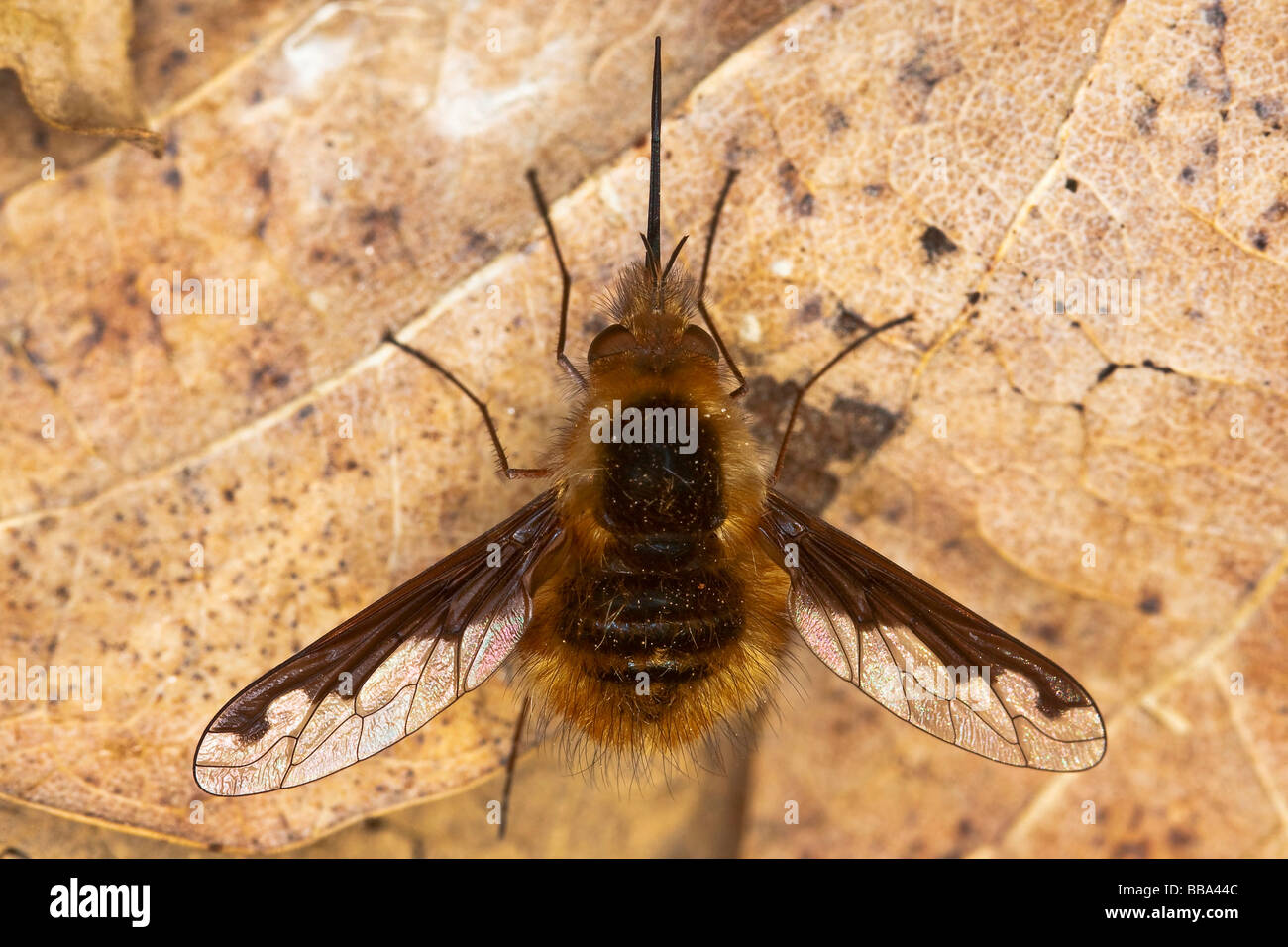 Grandi bee fly (Bombylius major) Foto Stock