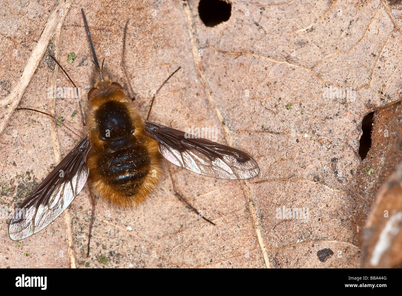 Grandi bee fly (Bombylius major) Foto Stock