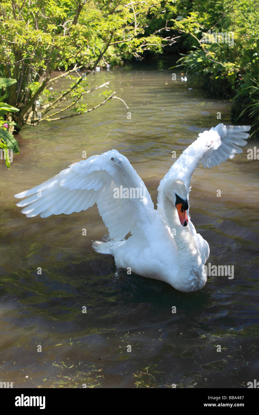 Swan lavaggio e flapping ali a Abbotsbury Swannery, Dorset, Inghilterra, Regno Unito Foto Stock