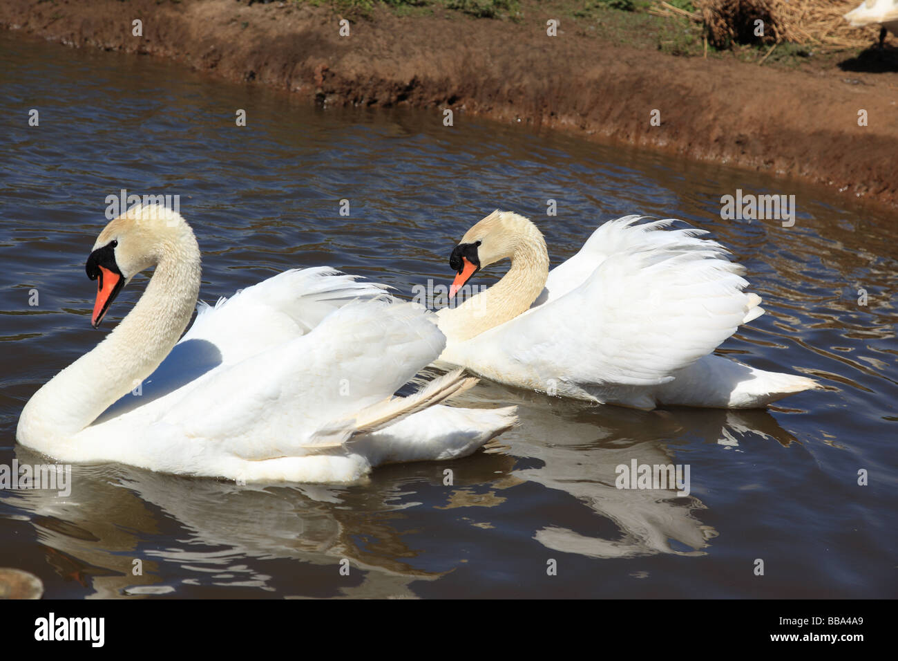 Due Mute Swans ad Abbotsbury Swannery, Dorset, Inghilterra, Regno Unito Foto Stock