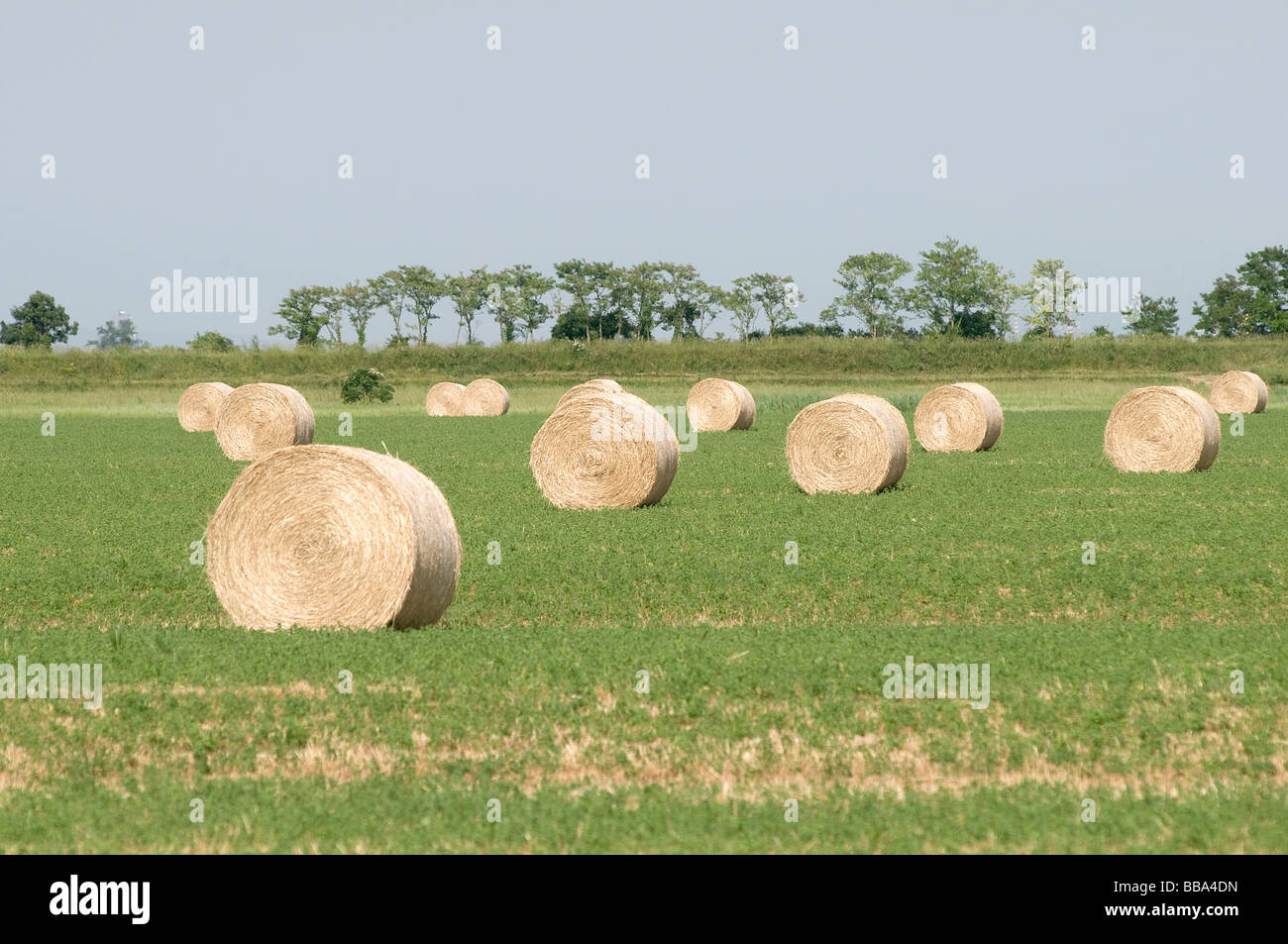 Rotoli di fieno secco immagini e fotografie stock ad alta risoluzione