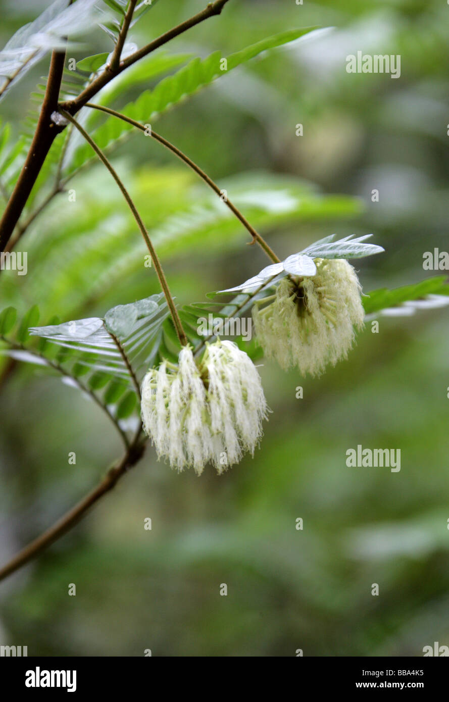 Cojoba donnell-smithii, Fabaceae, sud est del Messico Foto Stock