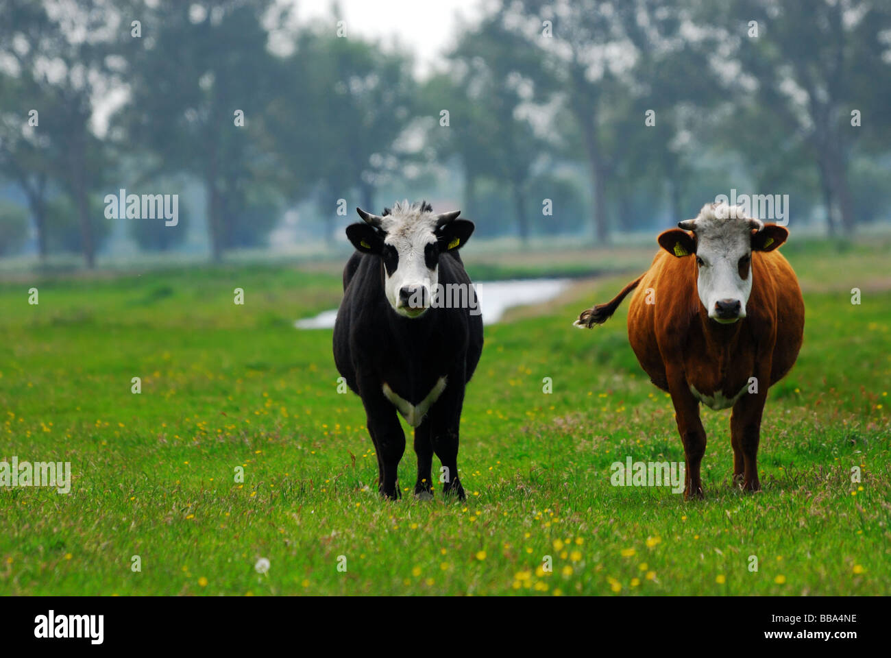 Vacche su su terreno coltivato nei Paesi Bassi Foto Stock
