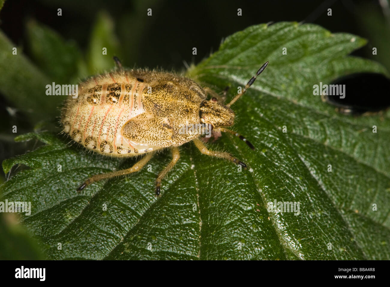Sloe Bug (Pentatomidae: Dolycoris baccarum) Ninfa Foto Stock
