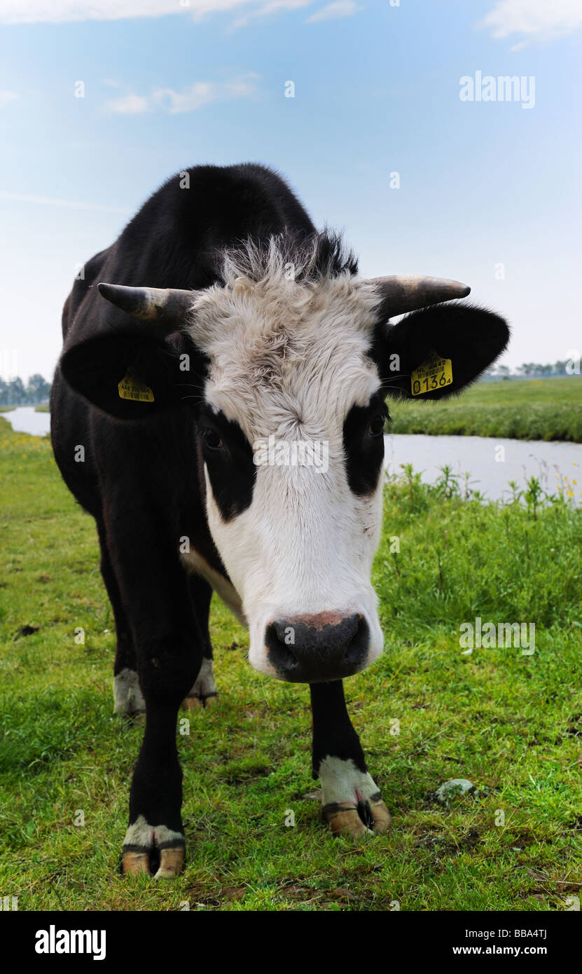 Mucca su superfici agricole nei Paesi Bassi Foto Stock