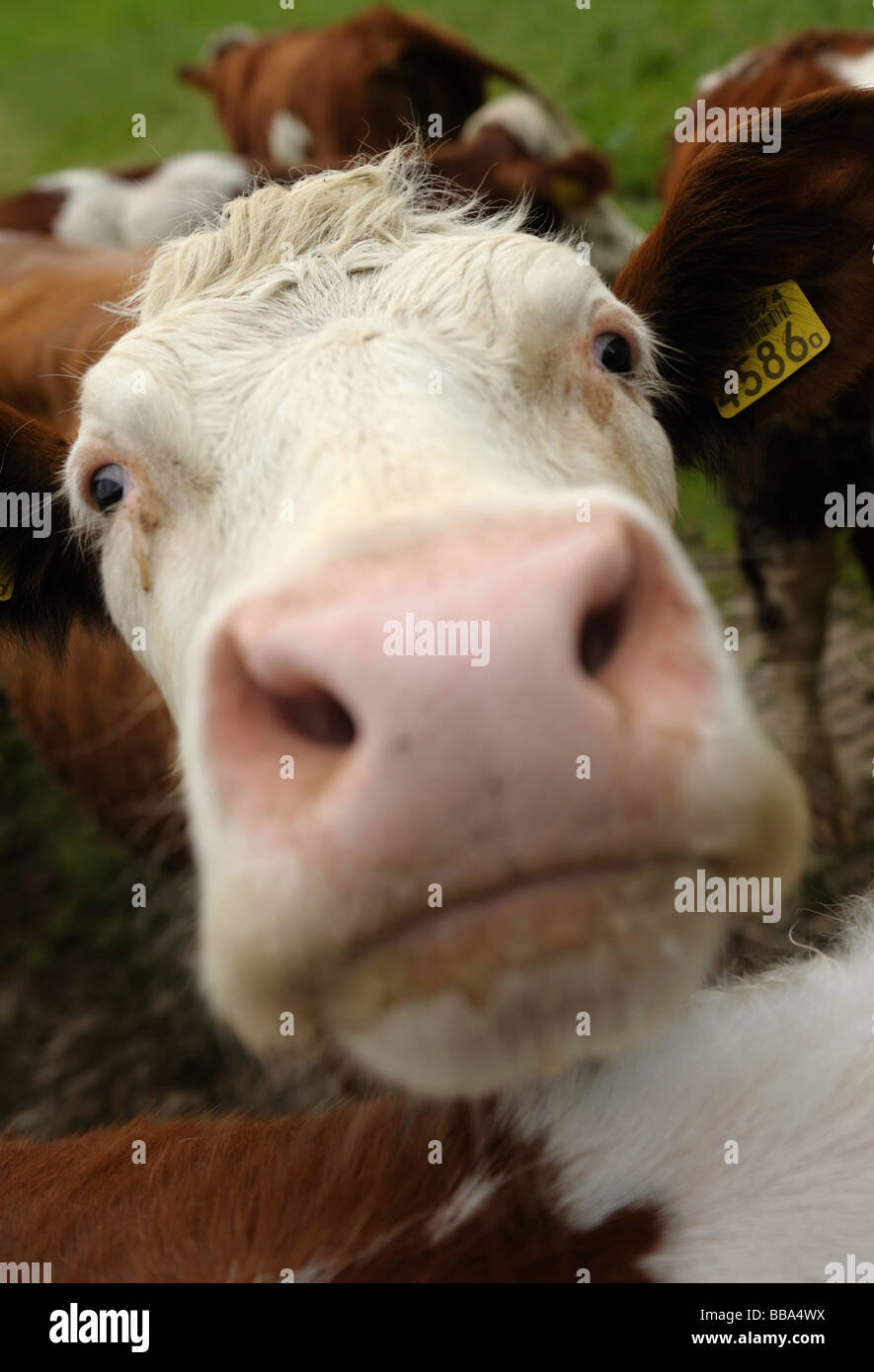 In prossimità di una mucca divertenti su superfici agricole nei Paesi Bassi Foto Stock