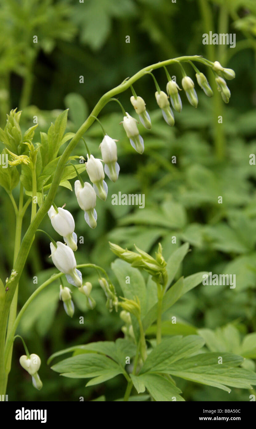 Venere, Auto spurgo Cuore, Dutchman's pantaloni o fiore a Lira, Dicentra spectabilis "Alba", Papaveraceae Foto Stock
