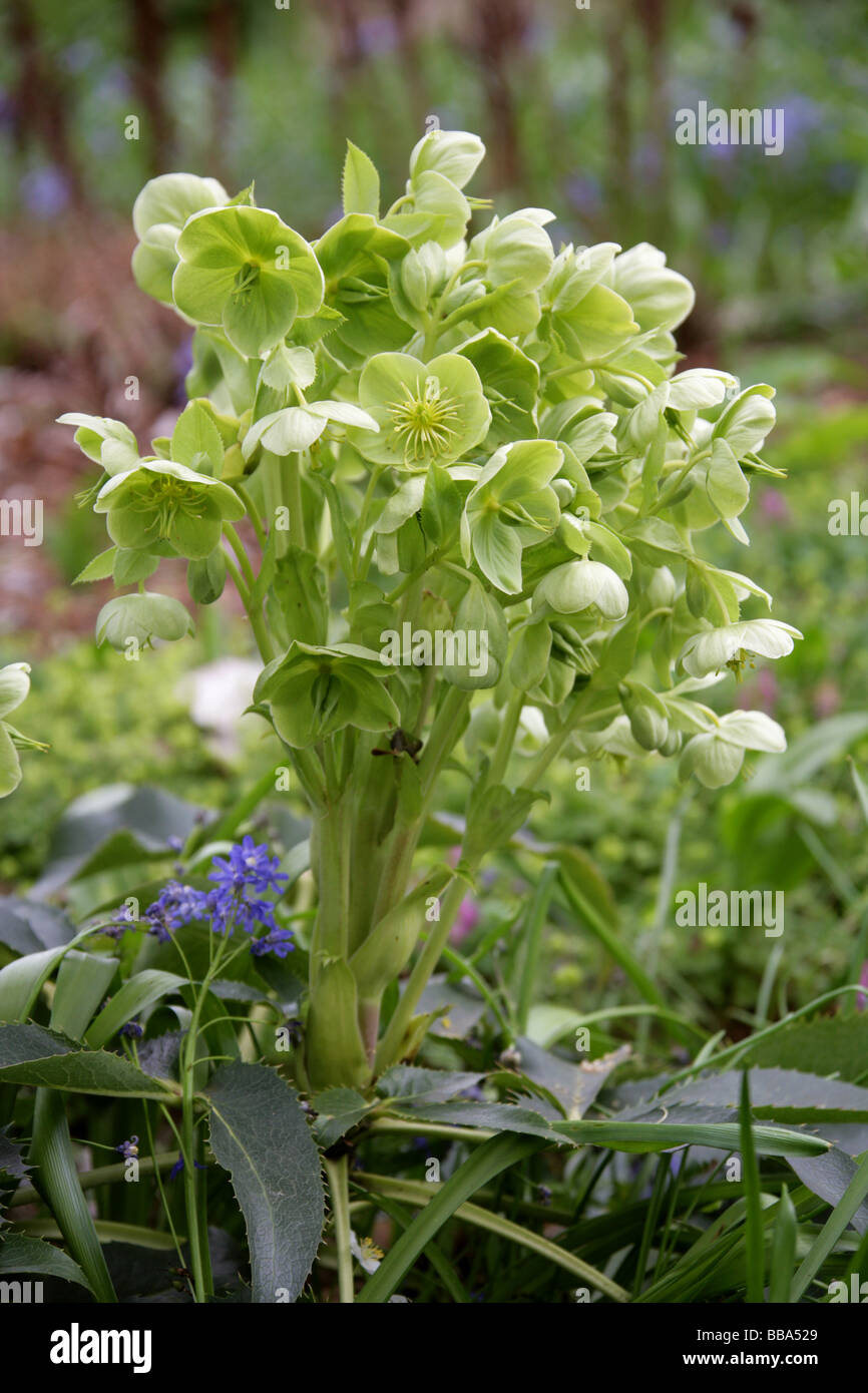 Veratro verde, Helleborus viridis, Ranunculaceae, l'Europa. Britannico di fiori selvatici. Foto Stock