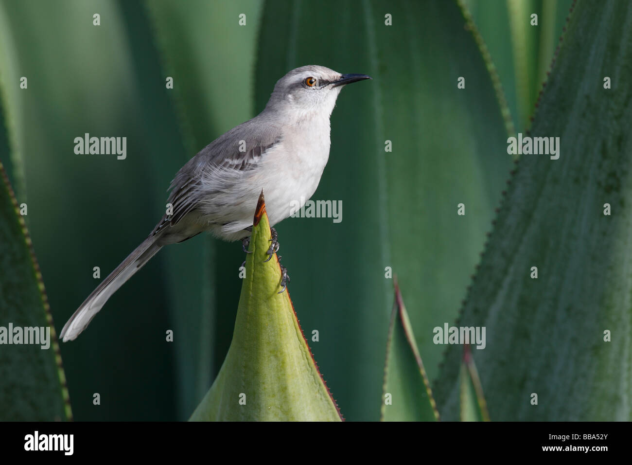 Tropical Mockingbird Mimus gilvus rostratus su albero di cocco Foto Stock