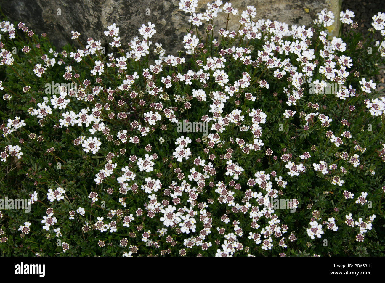 Evergreen Candytuft o perenni Candytuft, Iberis sempervirens, Brassicaceae Cruciferae mediterraneo Foto Stock