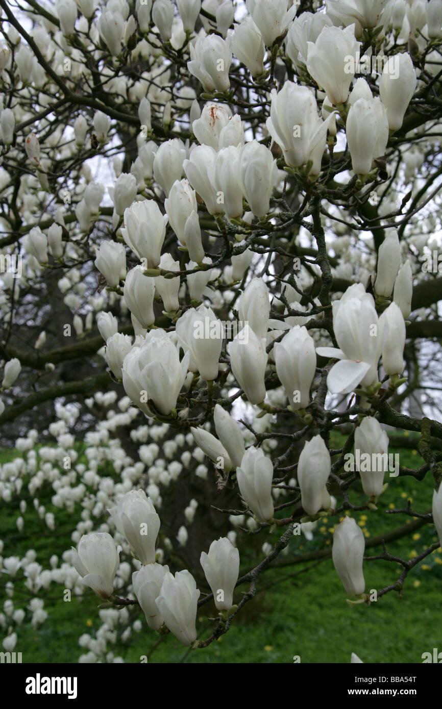 Magnolia Yulan, Magnolia denudata della Magnoliacee, centrale e orientale e la Cina Foto Stock