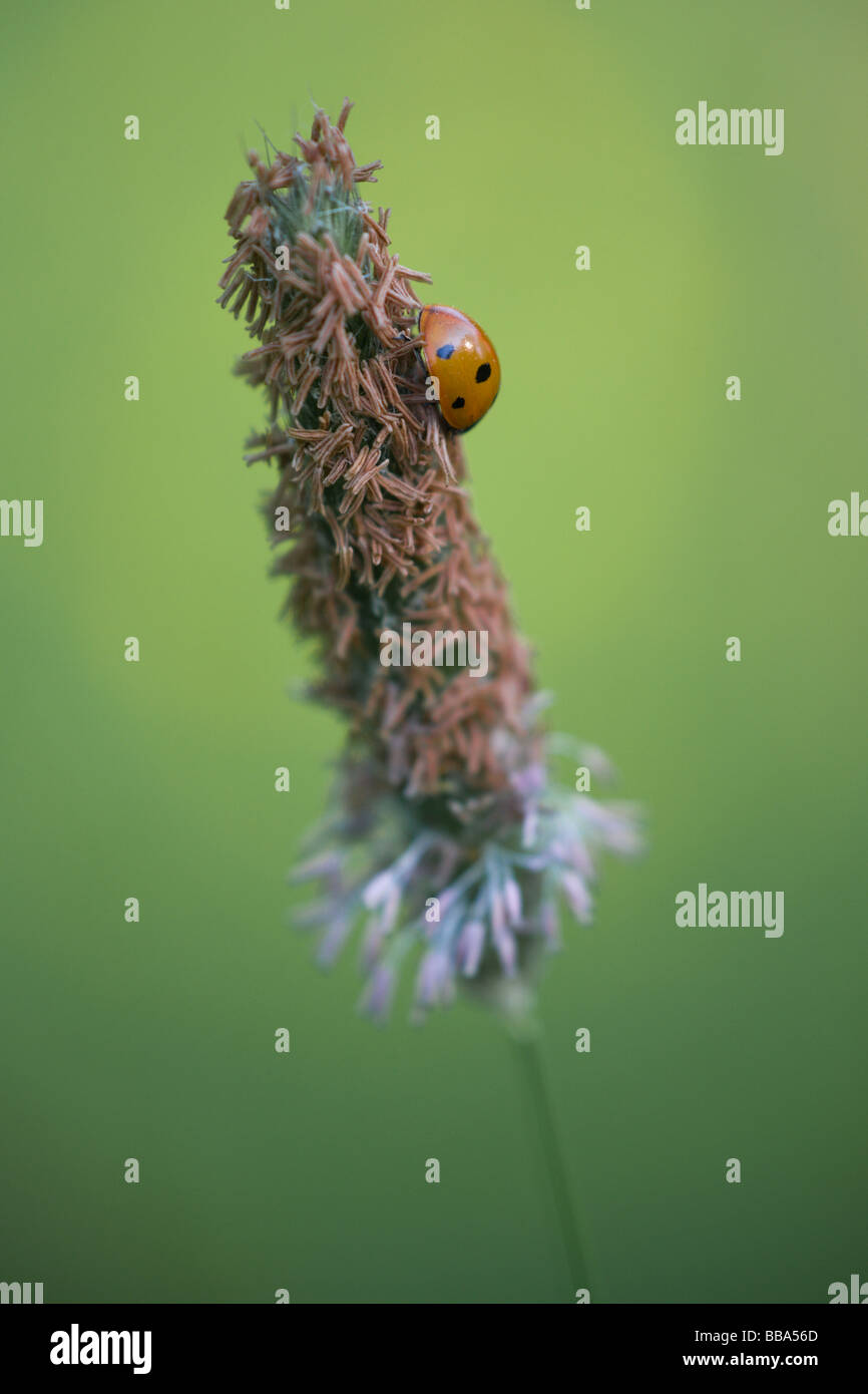 Un 7-spot ladybird (Coccinella 7-punctata) a riposo su una lama di erba Foto Stock
