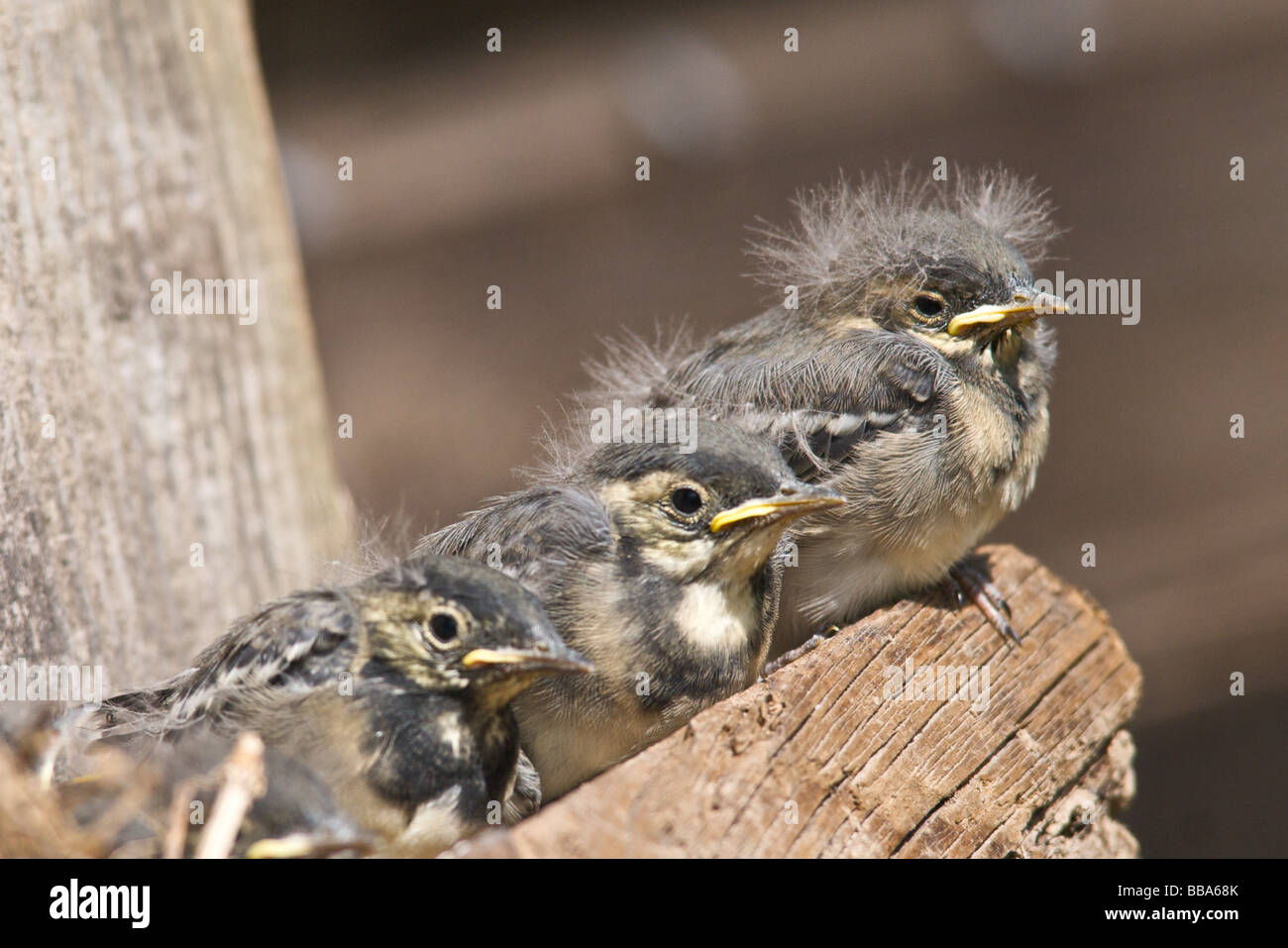 Neonata giovani uccelli baby circa a volare - questi sono giovani Pied cutrettole Foto Stock
