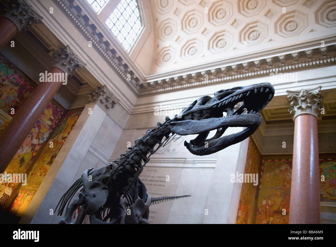 Tyrannosaurus Rex dinosauro nella hall del Museo Americano di Storia Naturale di New York City. Foto Stock