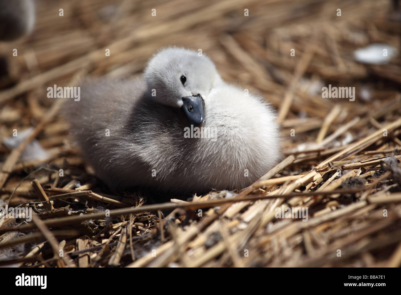 Un carino cygnet downy sul nido guardando la macchina fotografica, Abbotsbury Swannery, Dorset, Inghilterra Foto Stock