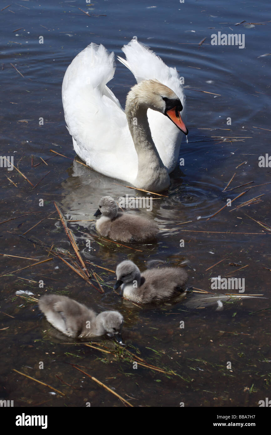 Mute Swan con Cygnets, Abbotsbury Swannery, Dorset, Inghilterra, Regno Unito Foto Stock