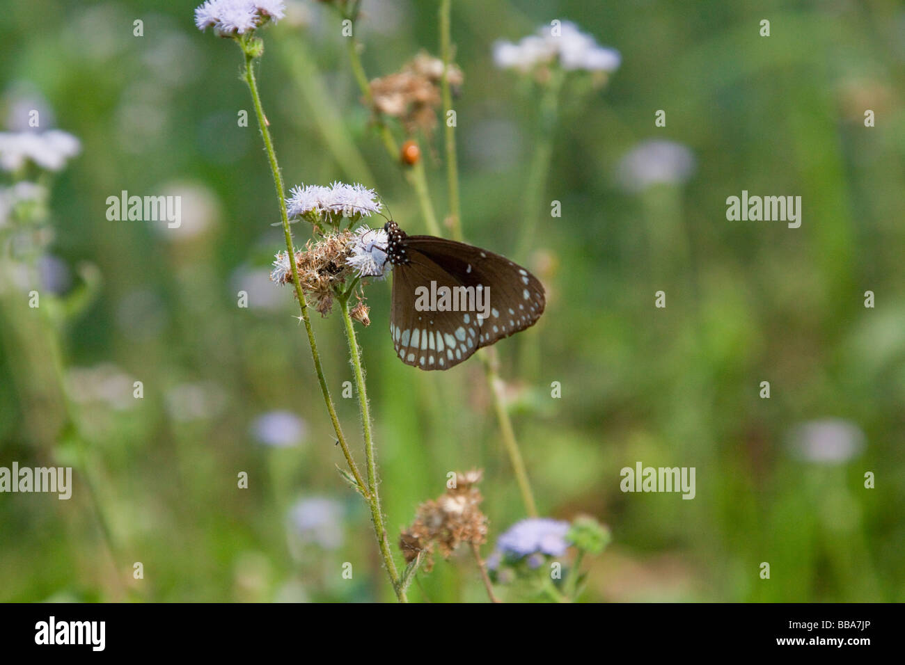 Brown butterfly papillon avanzamento sul fiore hitwan Royal national park, Nepal Asia 93236 Nepal-Butterfly Foto Stock