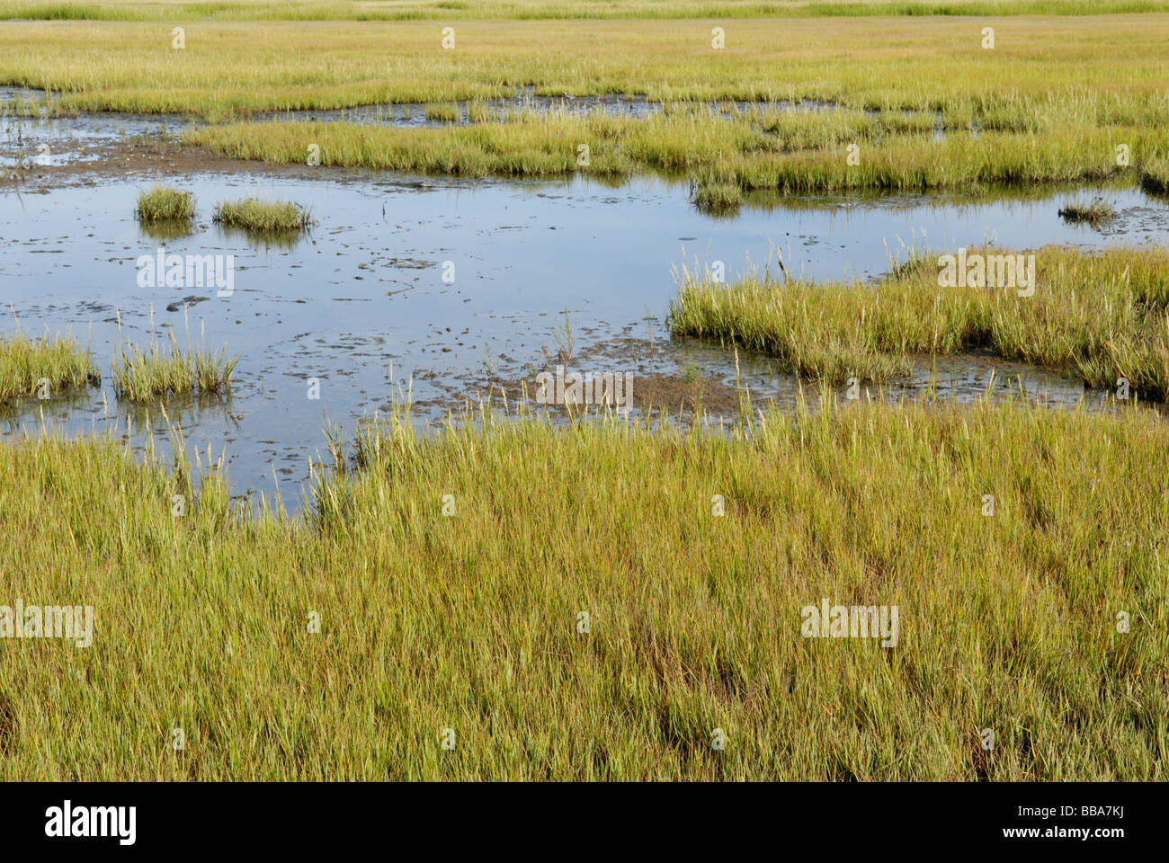 Coastal salt marsh le zone umide Istituto Porto di pietra New Jersey Foto Stock