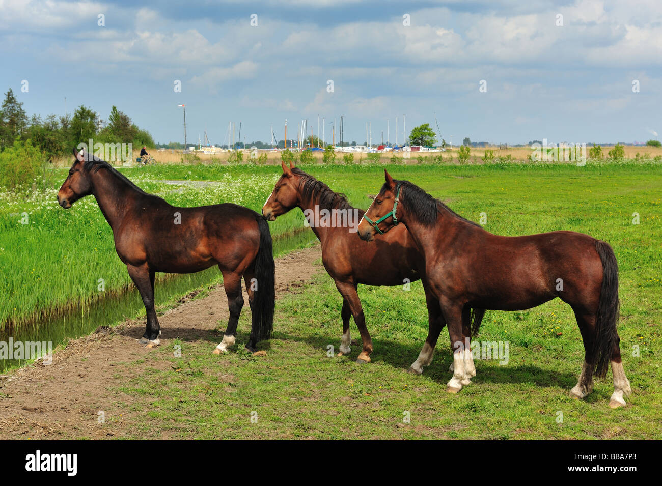 Bellissimi cavalli marrone su terreno coltivato nei Paesi Bassi Foto Stock