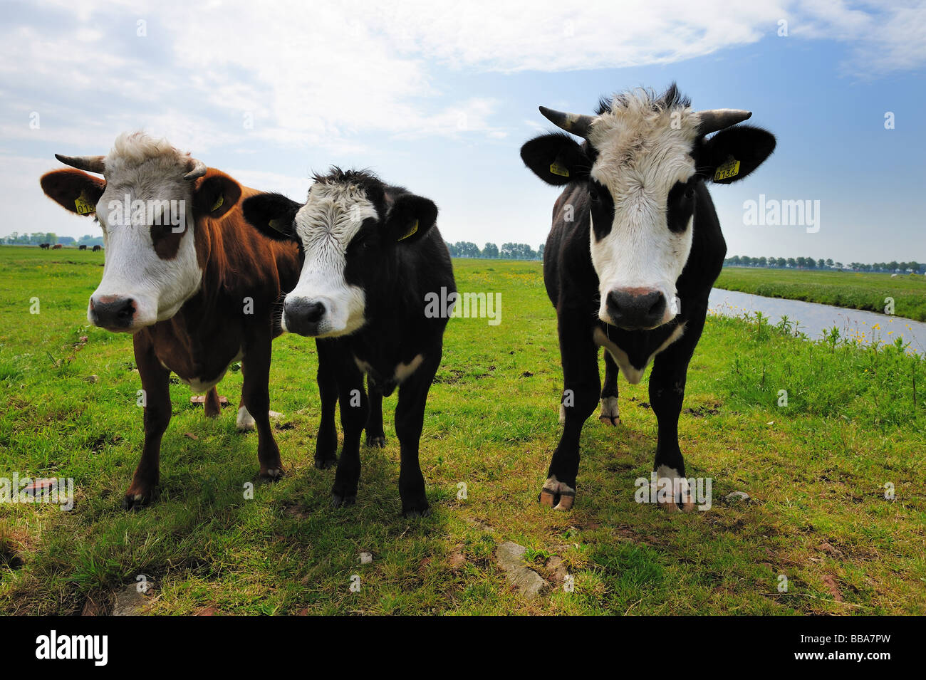 Vacche su su terreno coltivato nei Paesi Bassi Foto Stock