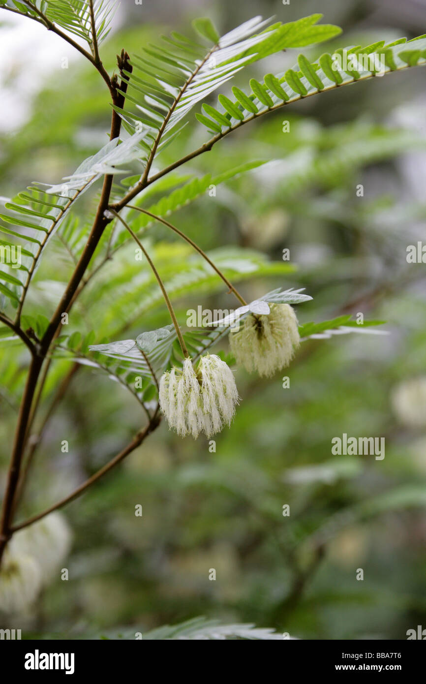 Cojoba donnell-smithii, Fabaceae, sud est del Messico Foto Stock